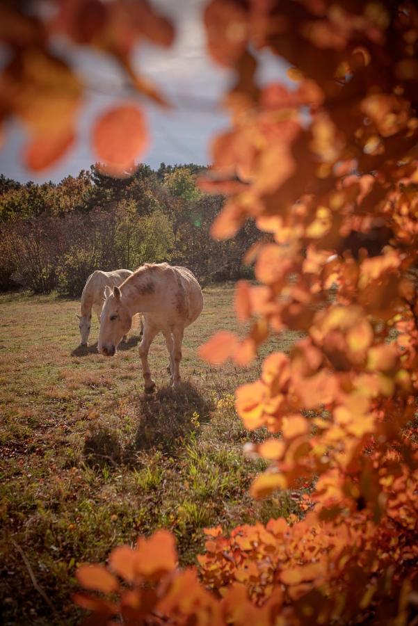 Tmbin'S Barn - Nature, Horses, Family Sežana Exteriör bild