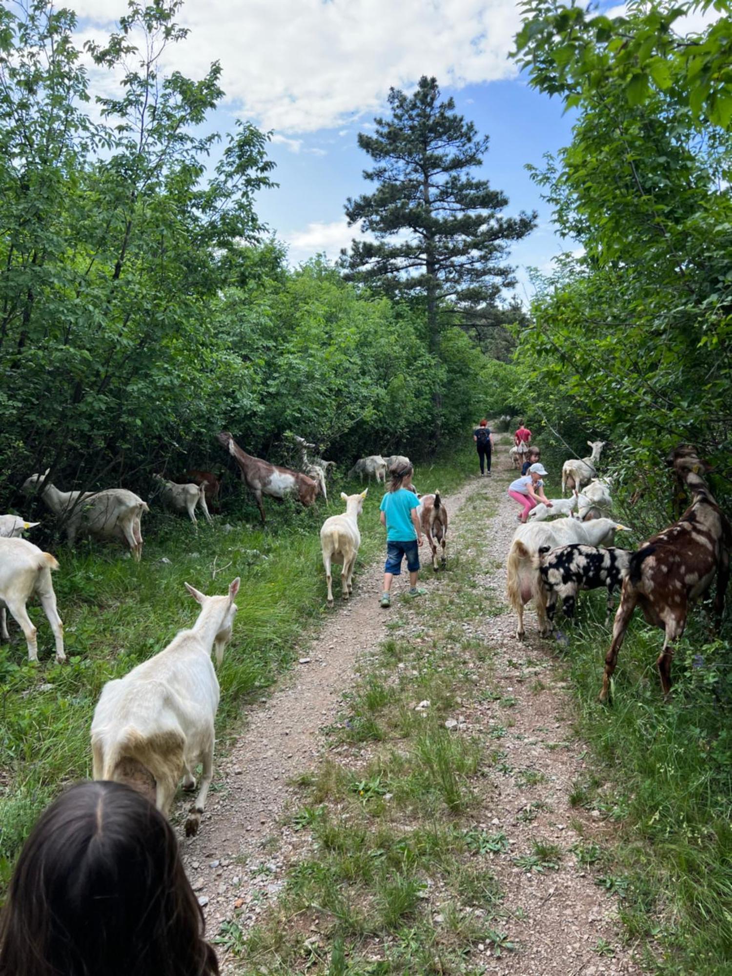 Tmbin'S Barn - Nature, Horses, Family Sežana Exteriör bild